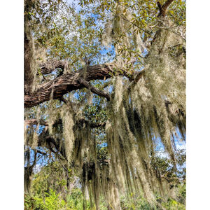 10 Gallons Live Spanish Moss Tillandsia Usneoides Air plant Plants Crafts Long